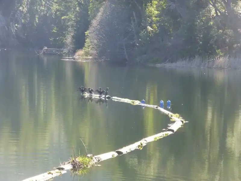 Lake Lagunitas.webp
