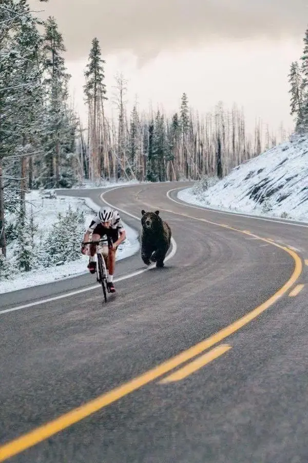 grizzly.webp