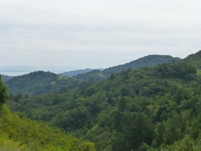 Hills of Marin.webp