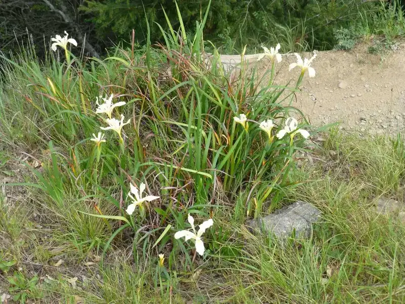 Wild Iris.webp