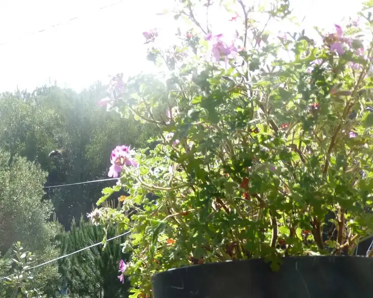 Carpenter Bee at 9 O'clock.webp