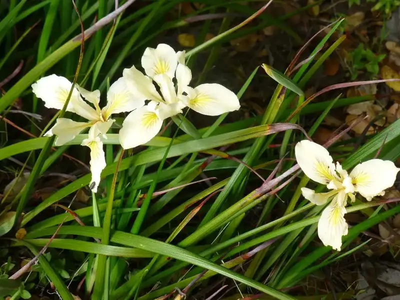 Wild Iris.webp
