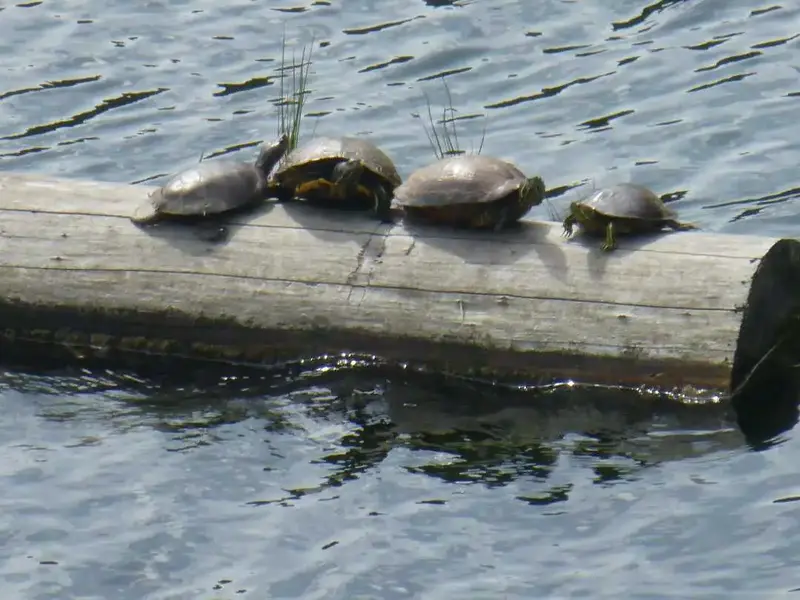 Western Pond Turtle.webp