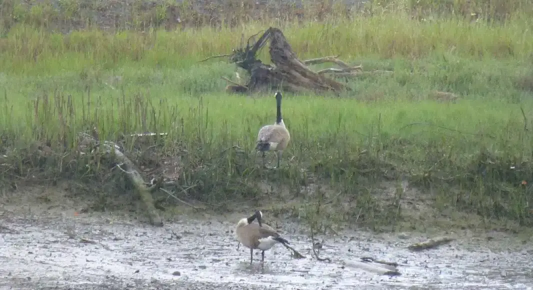 Canadian Geese.webp