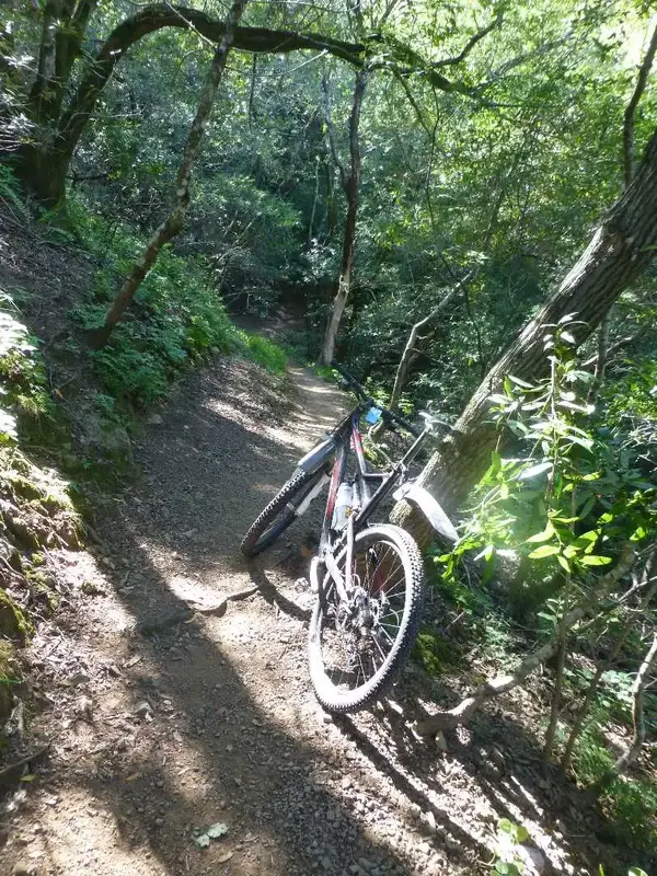 OG Trail.webp