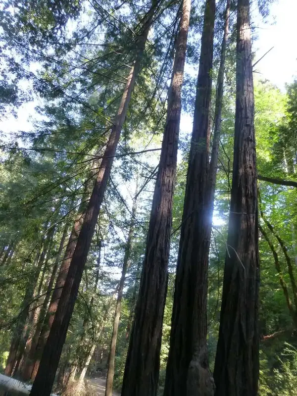 Coast Redwoods.webp