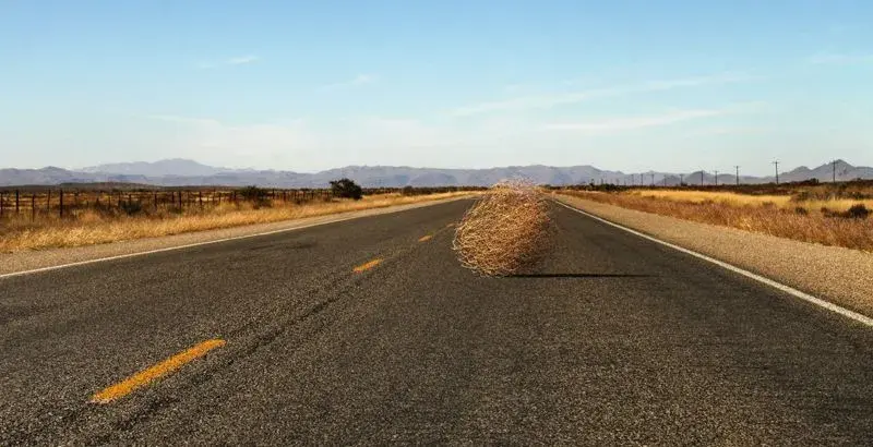 tumbleweed (1).webp