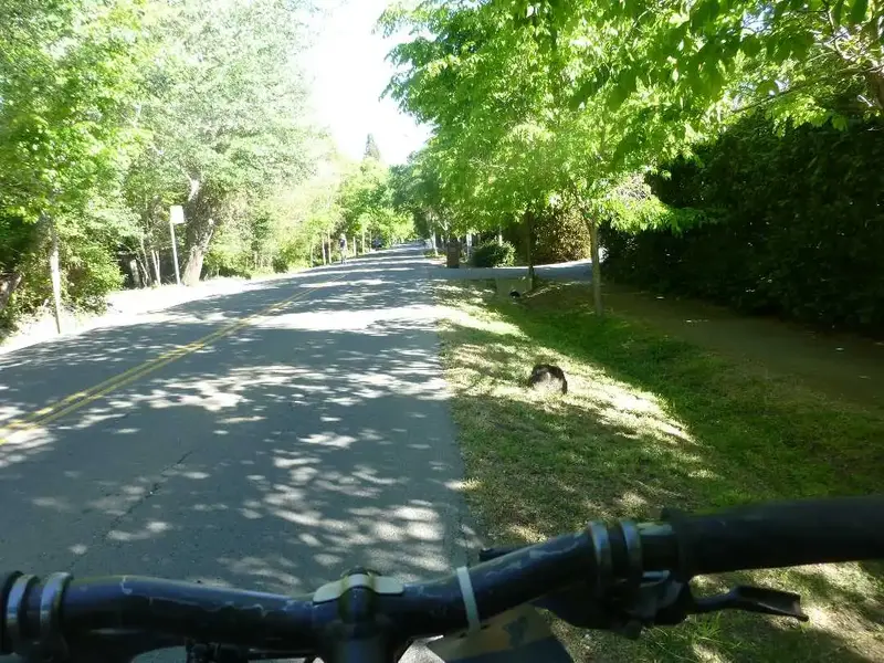 Shady Lane in Ross.webp