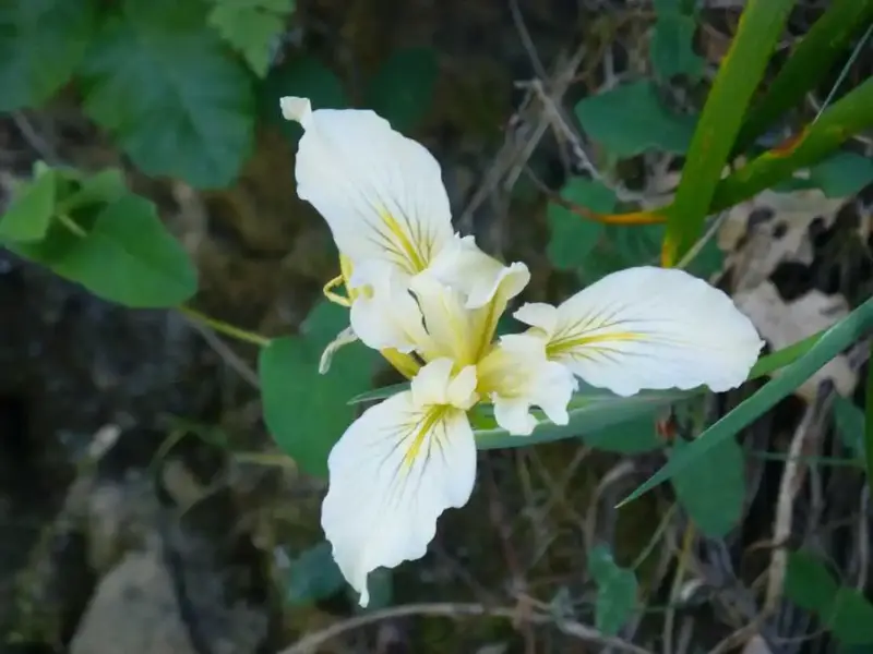 Iris.webp