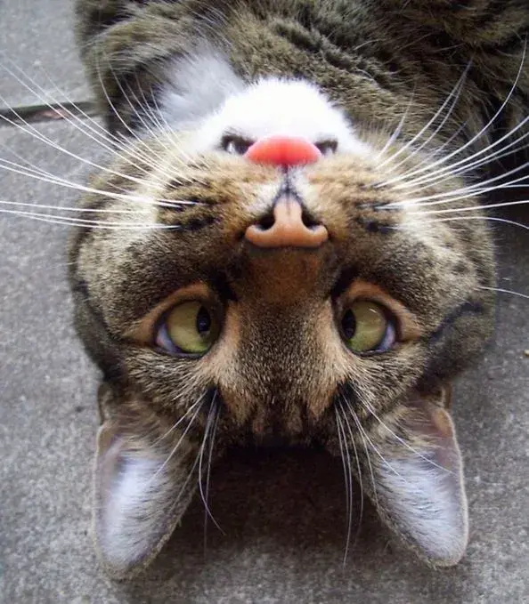 image.webp