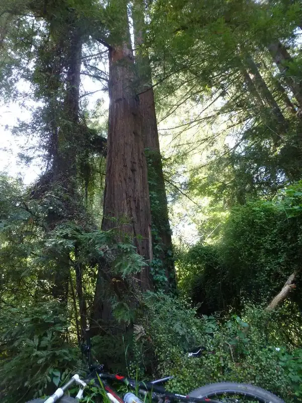 Church of the Redwoods.webp