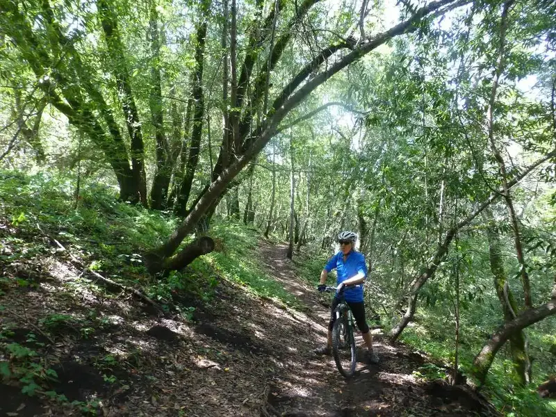 Deep in the woods.webp