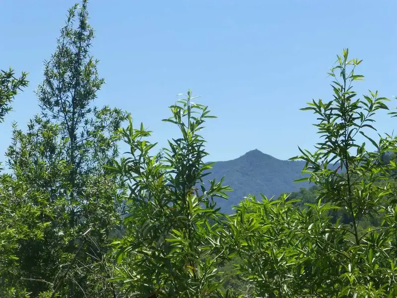 Mt. Tam.webp