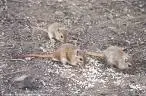 gerbil 2.webp