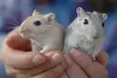 gerbil 3.webp
