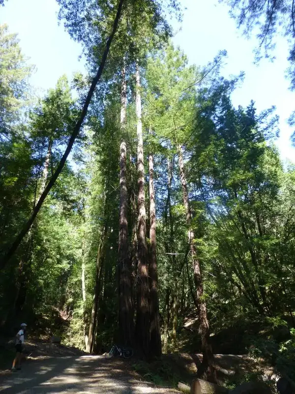 Church of the Redwoods.webp
