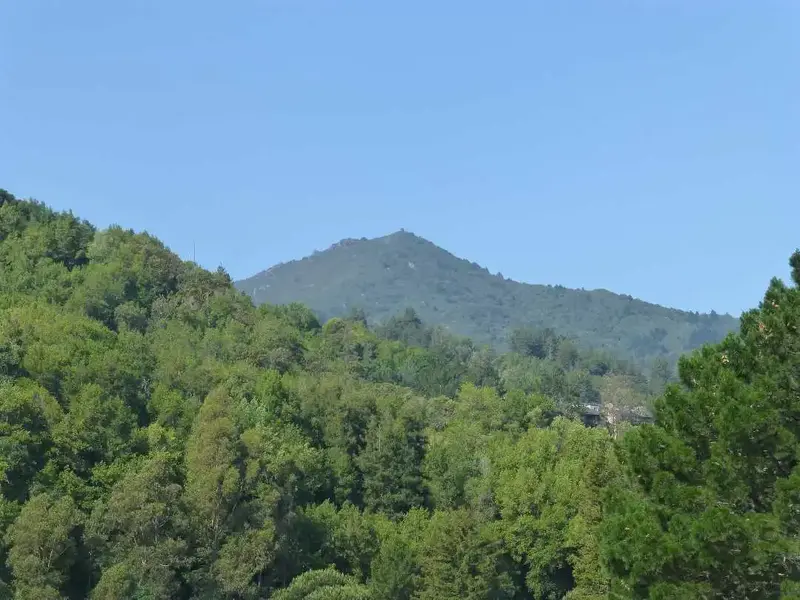 Top of Tam.webp