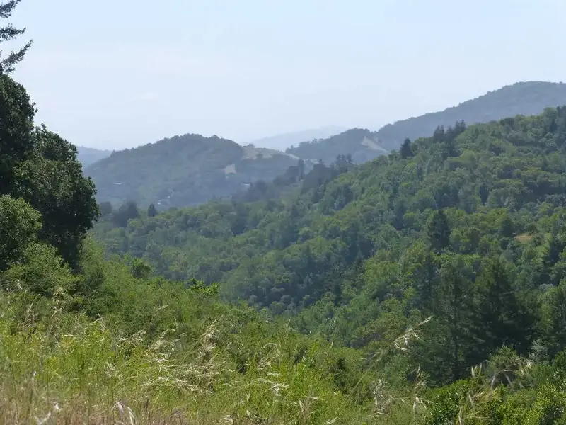 Spring in the hills.webp