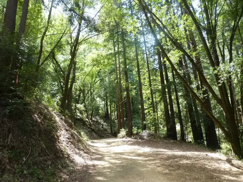 Church of the Redwoods.webp