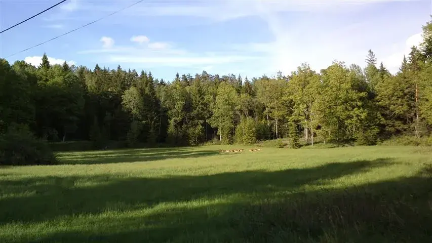 grazing bambies.webp