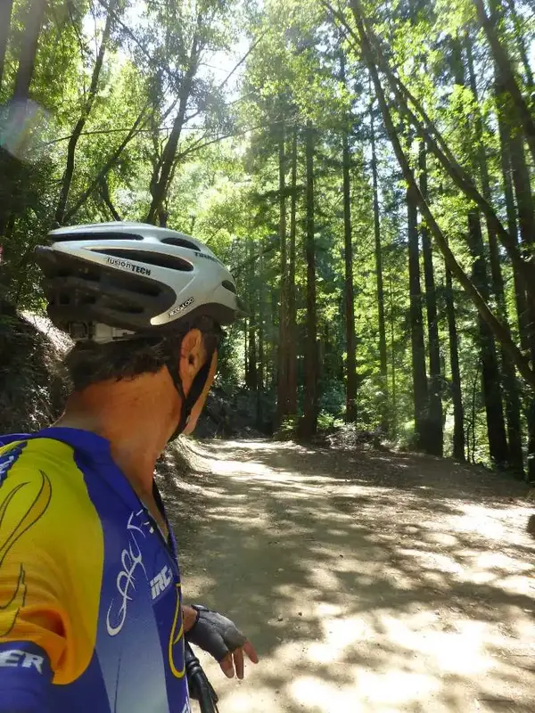 Into the Church of the Redwoods.webp