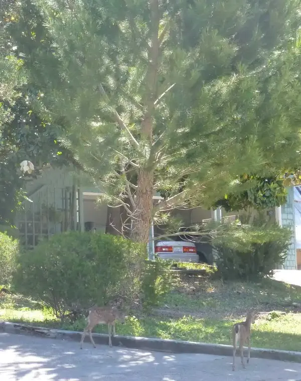 Bambi's.webp