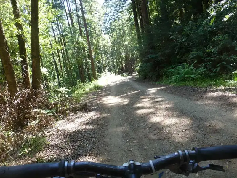 Church of the Redwoods.webp