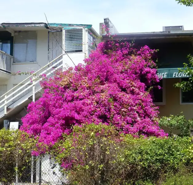 Colorful tree.webp