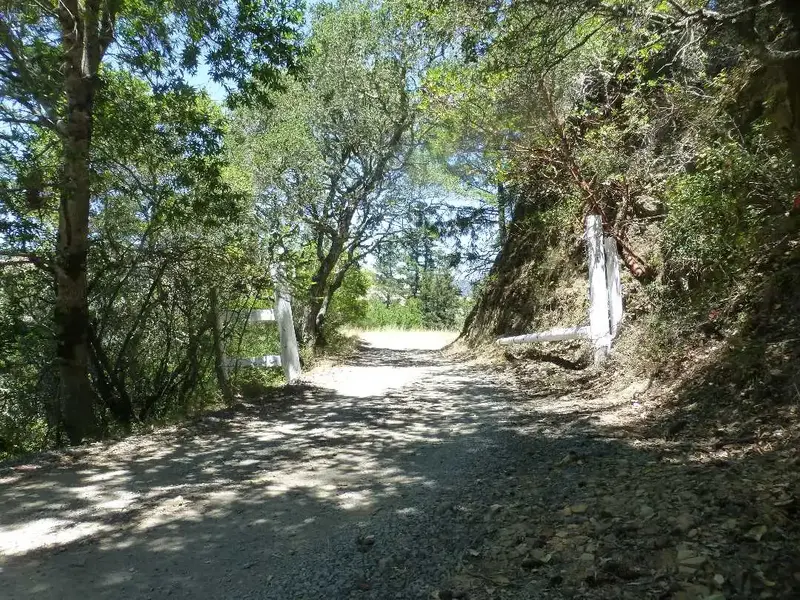 Resting in the shade.webp