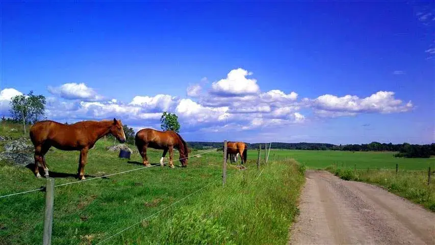 wild west.webp