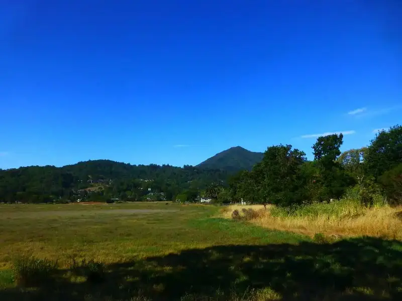 Tidal Meadow.webp