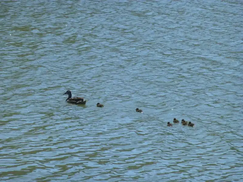 Mama and Ducklings.webp