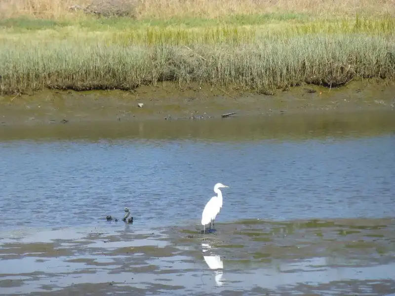 Snowy Egret.webp