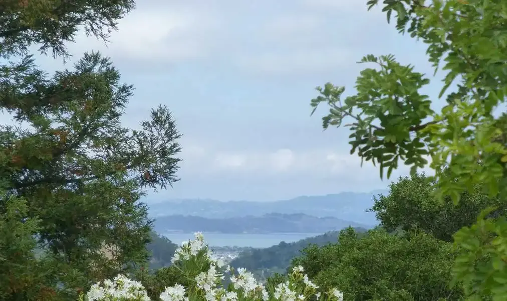 SF Bay.webp