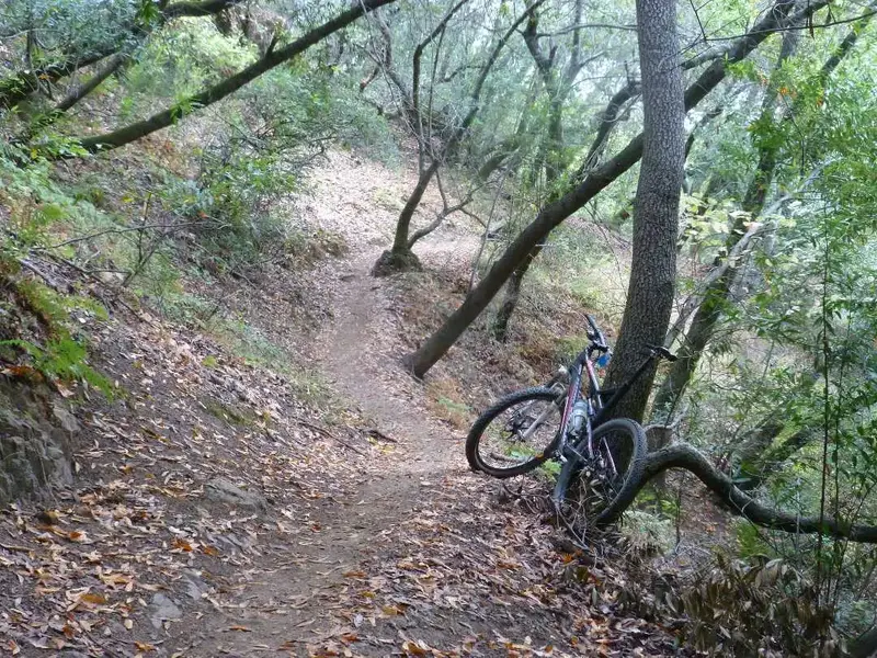 OG Trail.webp
