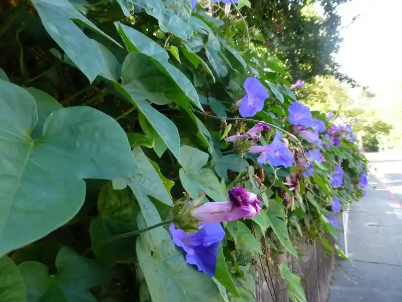 Flowers along the ride.webp