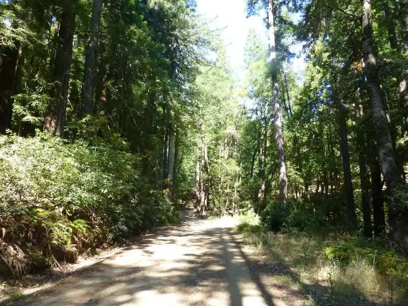 Into the Redwoods.webp