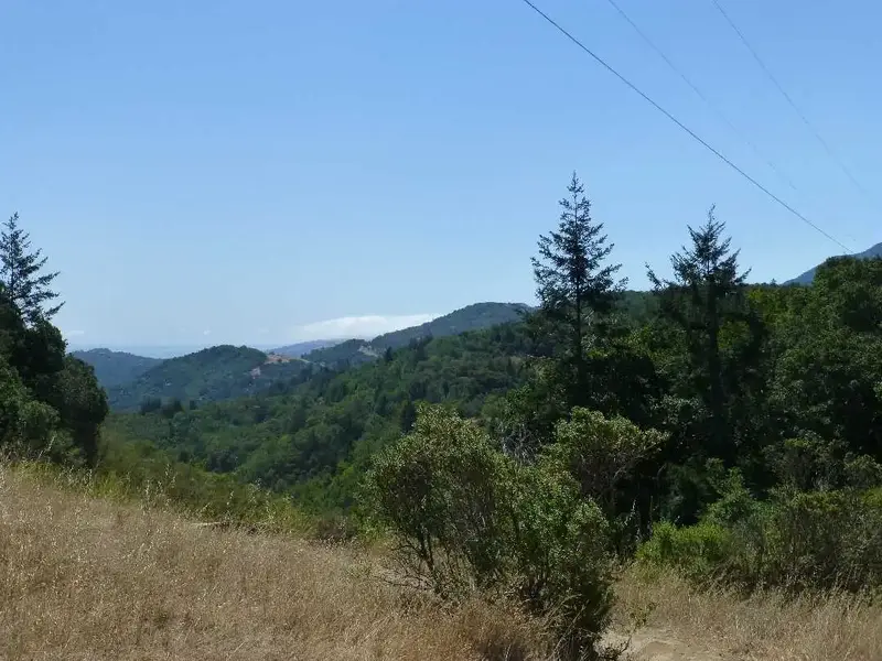 Hot here-foggy in SF.webp