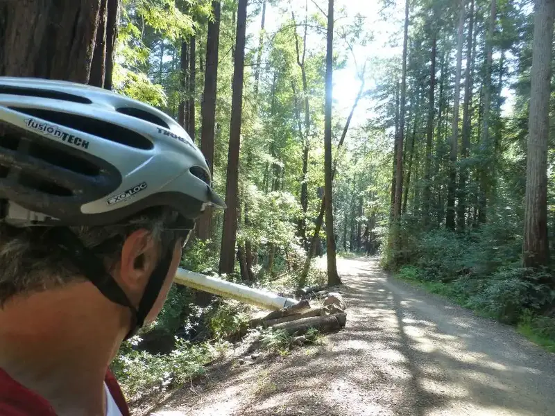 Deep in the Redwood Forest.webp