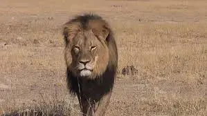cecil.webp