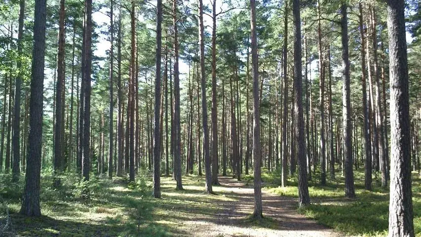 woods.webp