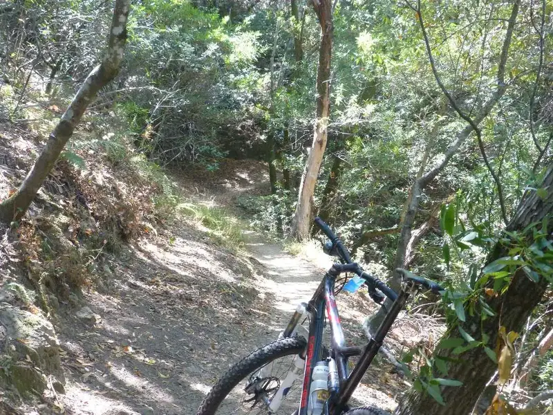 O.G. Trail.webp