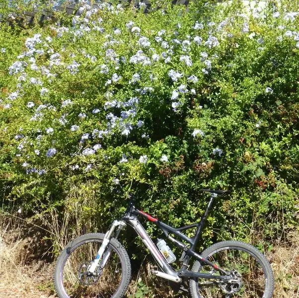 Flowers on the climb.webp