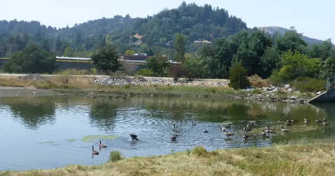 Lots of birds.webp