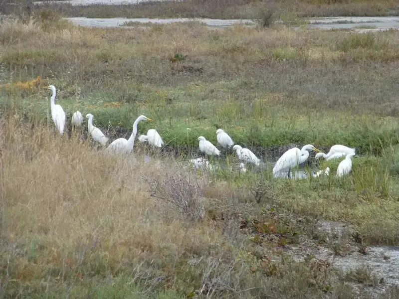 The flock.webp