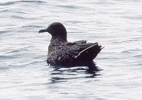 Skua by Ringle.webp