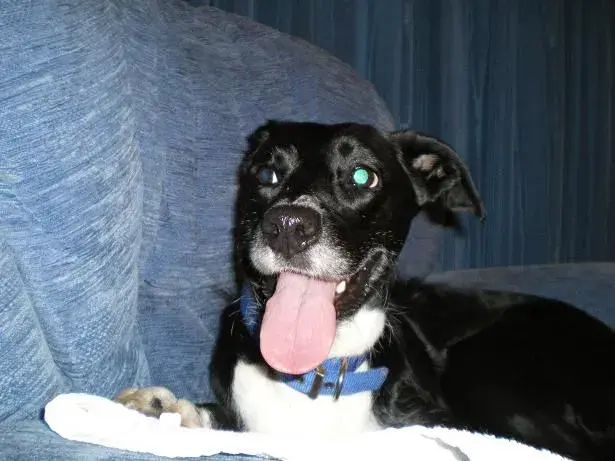 rox the dog!.webp