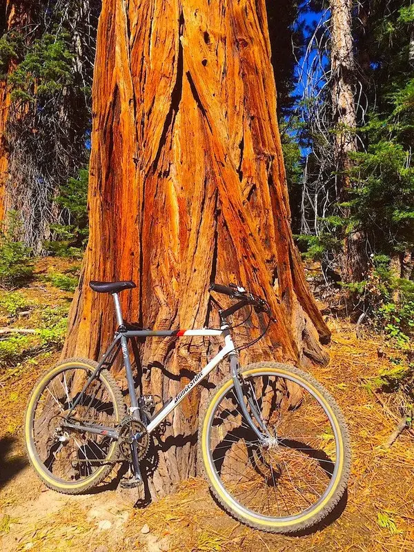 MB1 Big Tree Front.webp