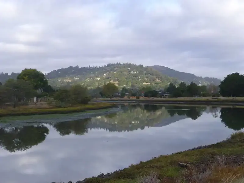 Reflections.webp