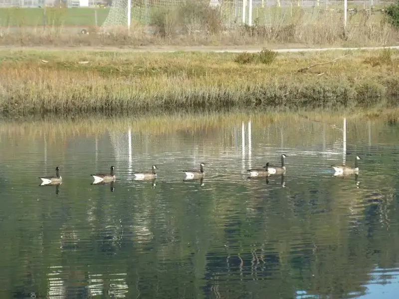Ducks in  a row.webp